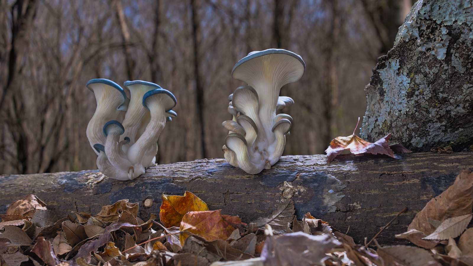 Fantstic Fungi