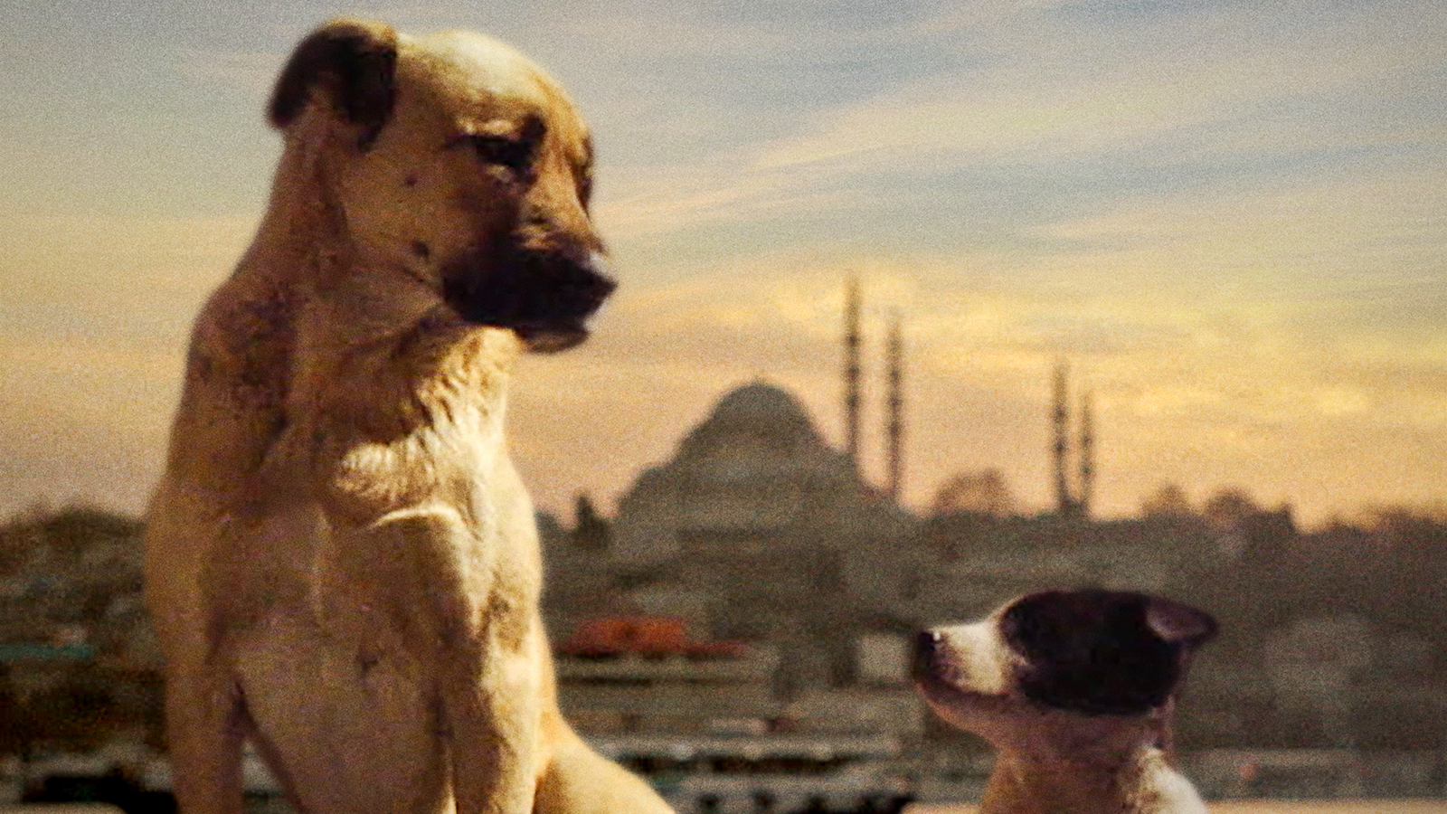 Science on Screen: Stray