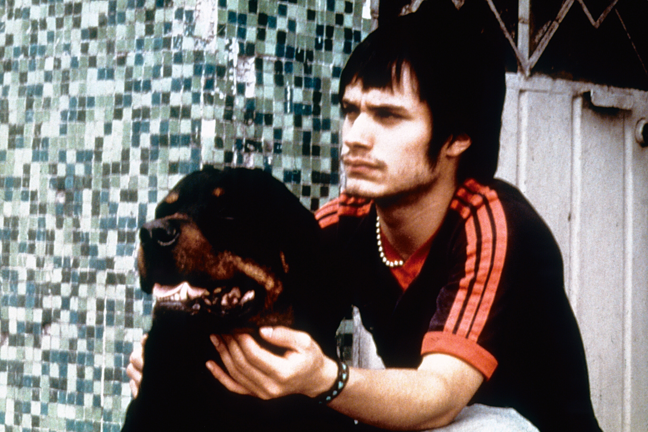 amores perros