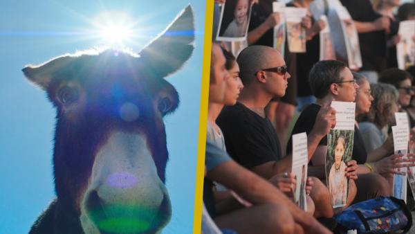 oscar shorts documentary 2026